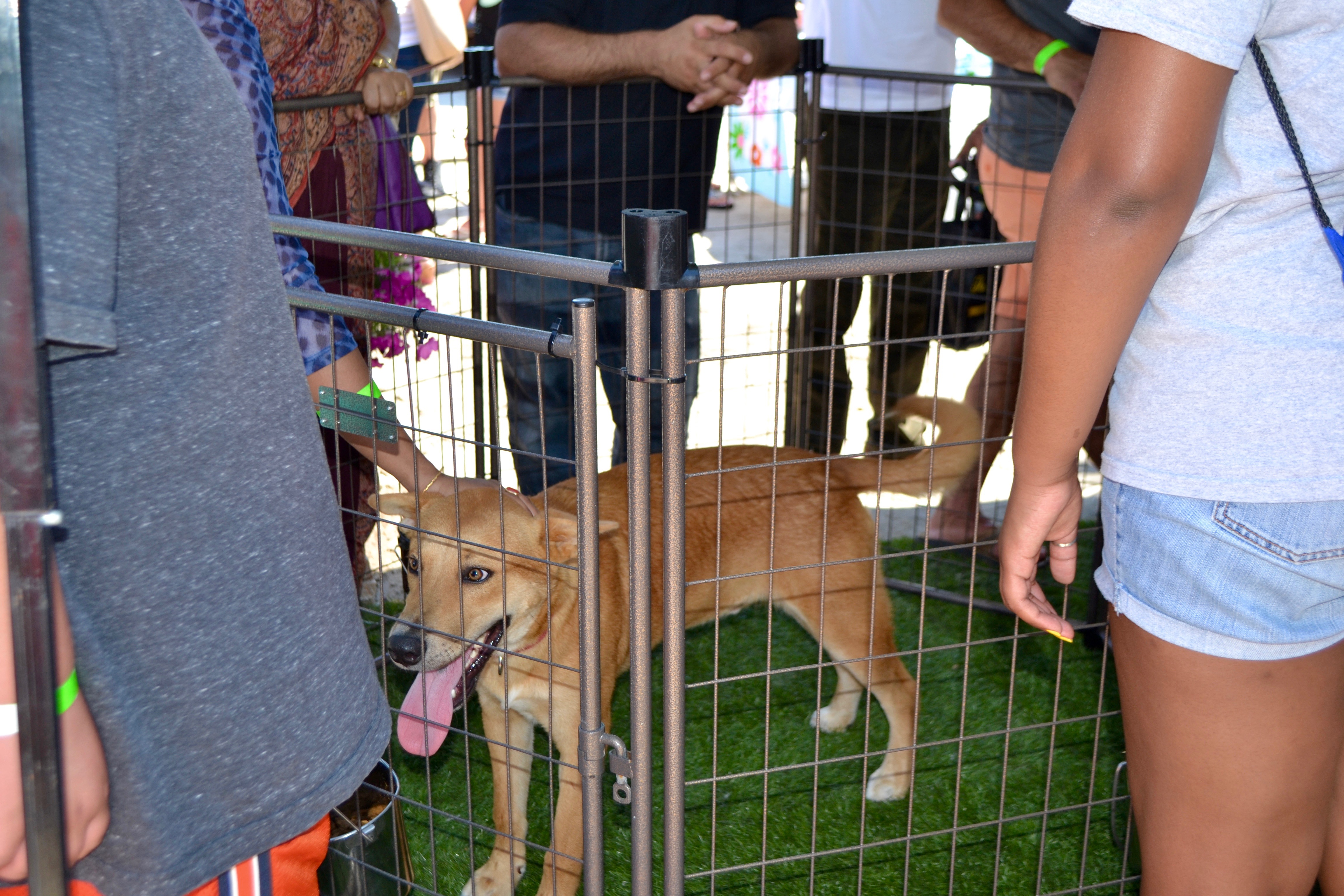DSC_0052 Ruff House Rescue