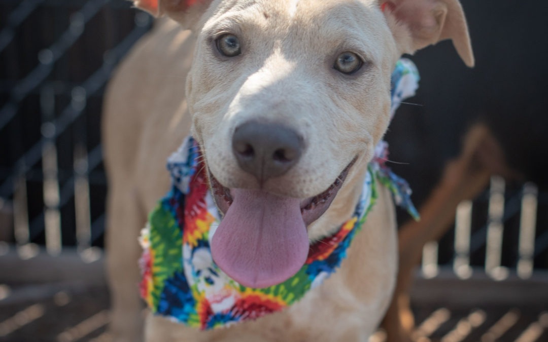 Ruff House Rescue Home is where the dog is...