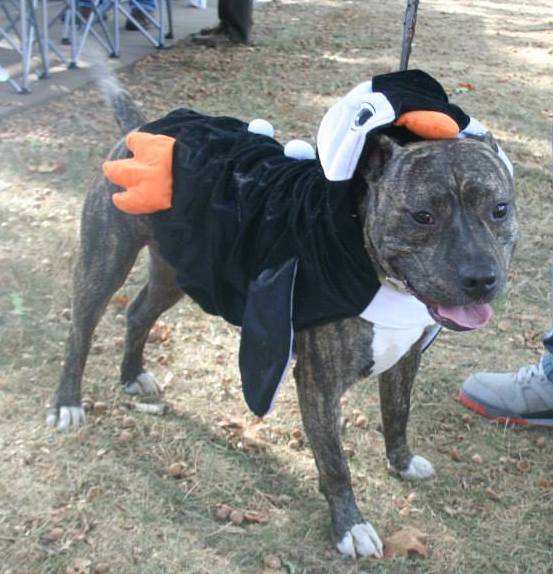 barkfest Ruff House Rescue