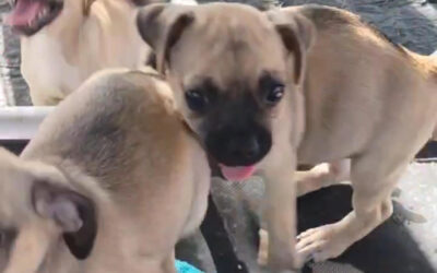 Pug Puppy Party! 5 Sweet Girls Looking for Families Long Island NY 516-306-4998
